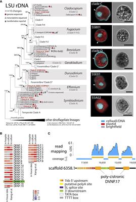 Nuclear transformation of a dinoflagellate symbiont of corals